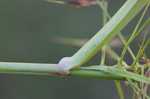 Shortbristle horned beaksedge